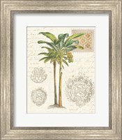 Framed Vintage Palm Study I