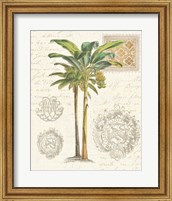 Framed Vintage Palm Study I