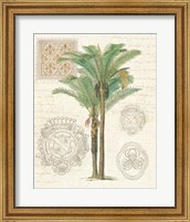 Framed Vintage Palm Study II