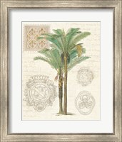 Framed Vintage Palm Study II