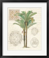 Framed Vintage Palm Study II