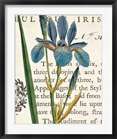 Framed Iris Letter