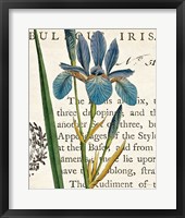 Iris Letter Framed Print