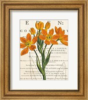 Framed Euphorbia Botany