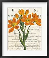 Euphorbia Botany Framed Print