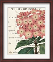 Framed Bicolor Phlox Botany