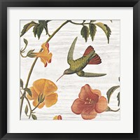 Framed 'Vintage Hummingbird I' border=