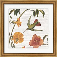 Framed Vintage Hummingbird I