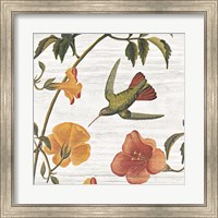 Framed Vintage Hummingbird I