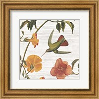 Framed 'Vintage Hummingbird I' border=