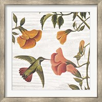 Framed Vintage Hummingbird II