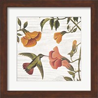 Framed Vintage Hummingbird II