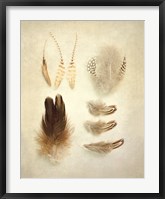 Framed Feathers II