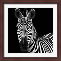 Framed Zebra II Square