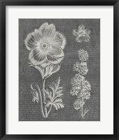 Eden Spring I Gray Framed Print