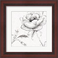 Framed Blossom Sketches II