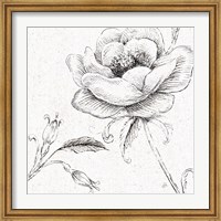 Framed Blossom Sketches II