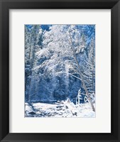 Framed Snow covered trees along Merced River, Yosemite Valley, Yosemite National Park, California