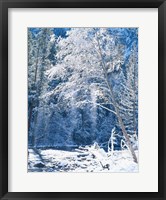 Framed Snow covered trees along Merced River, Yosemite Valley, Yosemite National Park, California