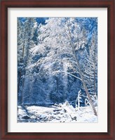 Framed Snow covered trees along Merced River, Yosemite Valley, Yosemite National Park, California