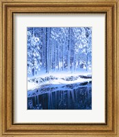 Framed Winter, Conifers, Merced River, Yosemite Valley CA