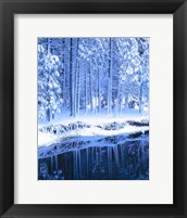 Framed Winter, Conifers, Merced River, Yosemite Valley CA