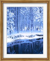 Framed Winter, Conifers, Merced River, Yosemite Valley CA