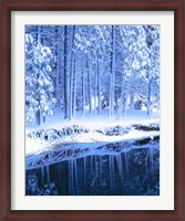 Framed Winter, Conifers, Merced River, Yosemite Valley CA