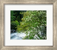 Framed Flowering dogwood tree along the Merced River, Yosemite National Park, California