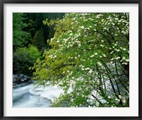 Framed Flowering dogwood tree along the Merced River, Yosemite National Park, California