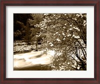 Framed Pacific Dogwood tree over the Merced River, Yosemite National Park, California