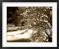 Framed Pacific Dogwood tree over the Merced River, Yosemite National Park, California