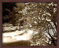 Framed Pacific Dogwood tree over the Merced River, Yosemite National Park, California