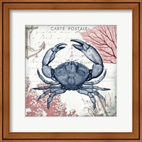 Framed 'Coastal Sea Life II' border=