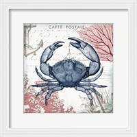 Framed 'Coastal Sea Life II' border=