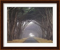 Framed Corridor of Cypress