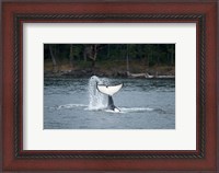 Framed Canada, Vancouver Island, Sydney Killer whale slaps its tail