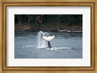 Framed Canada, Vancouver Island, Sydney Killer whale slaps its tail