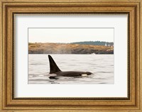 Framed Canada, BC, Sydney Killer whale swimming in the strait of Georgia