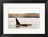 Framed Canada, BC, Sydney Killer whale swimming in the strait of Georgia