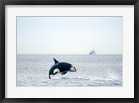 Framed Canada, BC, Sydney, Strait of Georgia Killer whale breaching