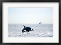 Framed Canada, BC, Sydney, Strait of Georgia Killer whale breaching