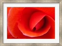 Framed Red Begonia flower, Victoria, British Columbia