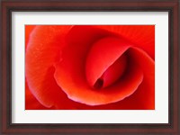 Framed Red Begonia flower, Victoria, British Columbia