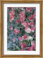 Framed Spring Tulips of Red and White Color, Victoria, British Columbia, Canada