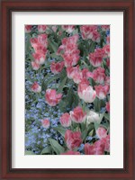 Framed Spring Tulips of Red and White Color, Victoria, British Columbia, Canada