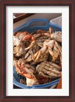 Framed Dungeness Cooked Crab, Queen Charlotte Islands, Canada