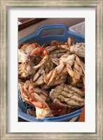 Framed Dungeness Cooked Crab, Queen Charlotte Islands, Canada