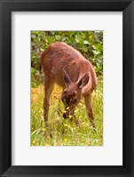 Framed Sitka Black Tail Deer, Fawn Eating Grass, Queen Charlotte Islands, Canada