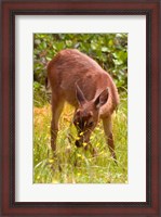 Framed Sitka Black Tail Deer, Fawn Eating Grass, Queen Charlotte Islands, Canada